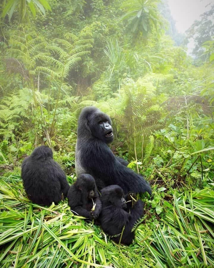 Bwindi Impenetrable Forest